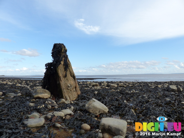 FZ033845 Wooden pillar at low tide